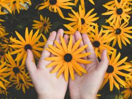 person-holding-yellow-black-eyed-susan-flowers-in-bloom-1697912